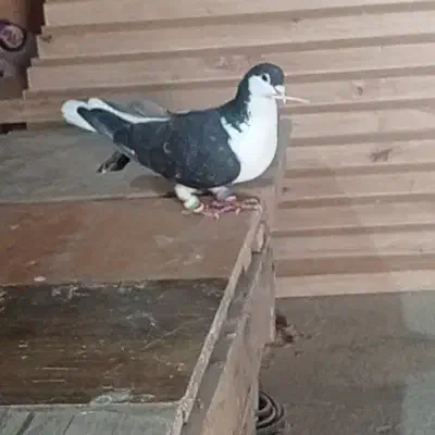 کفتر ساده|پرنده|مشهد, نوید|دیوار