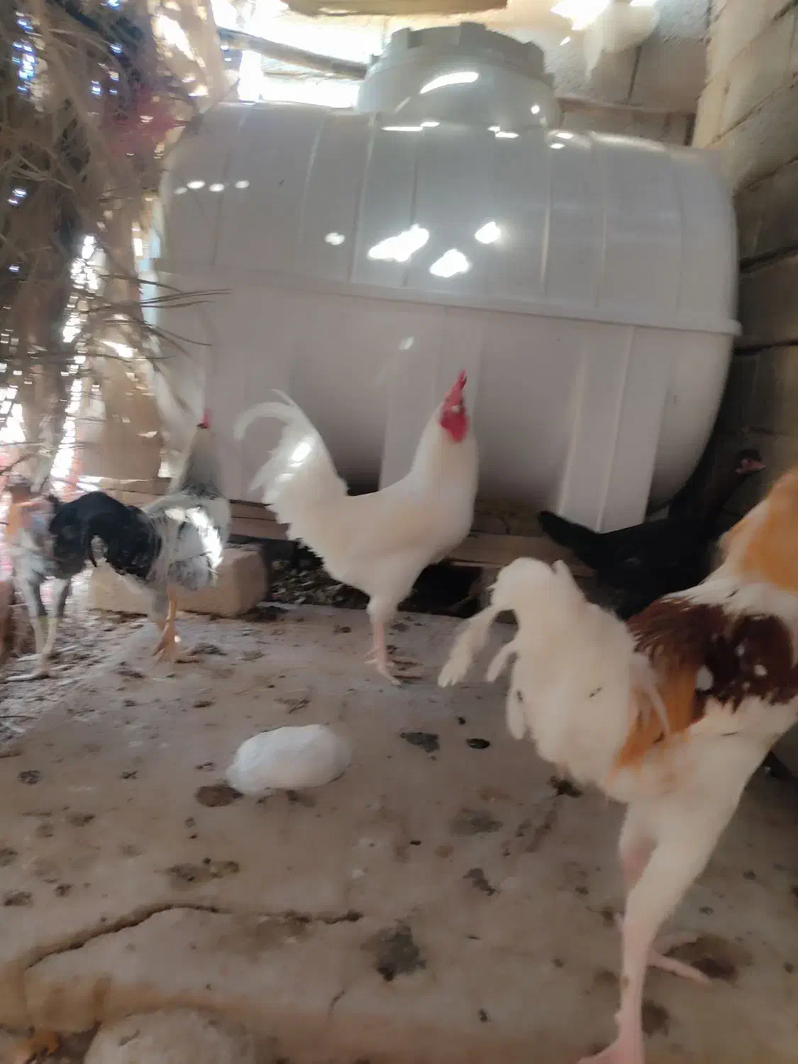 خروس سفید خالص|پرنده|فراشبند, |دیوار