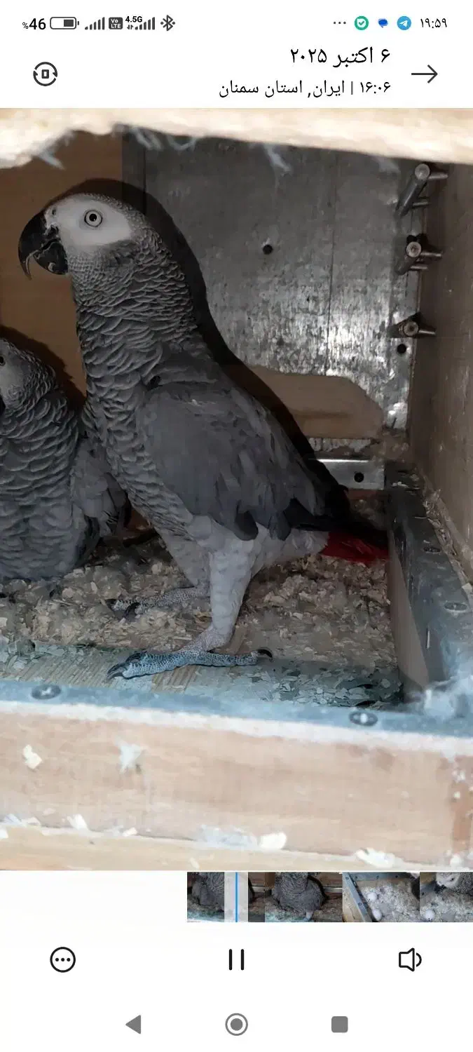 کاسکو جفت مولد کارداده کینگ سایز|پرنده|تهران, مسعودیه|دیوار