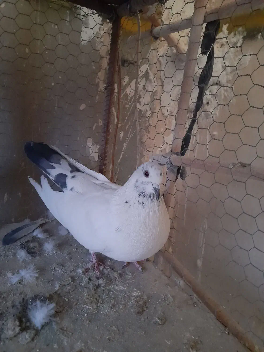 فروش کبوتر|پرنده|اصفهان, شاهد|دیوار