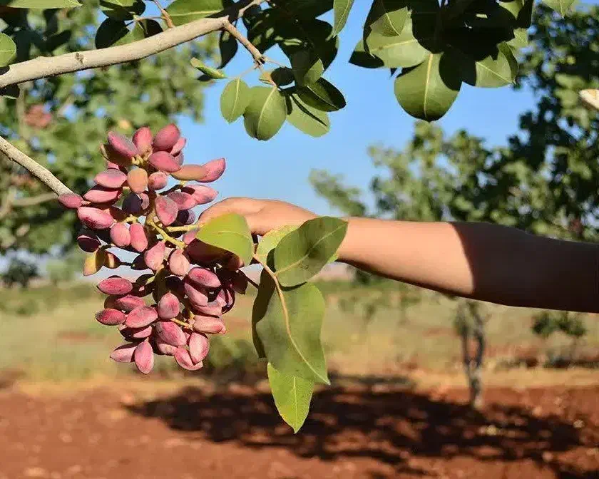 پیشفروش نهال دسته کله قوچی|خدمات باغبانی و درختکاری|شهرضا, |دیوار