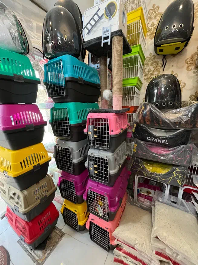 تاپ فید مینا عروس هلندی اجیل پلت|لوازم جانبی حیوانات|مشهد, گلبرگ|دیوار