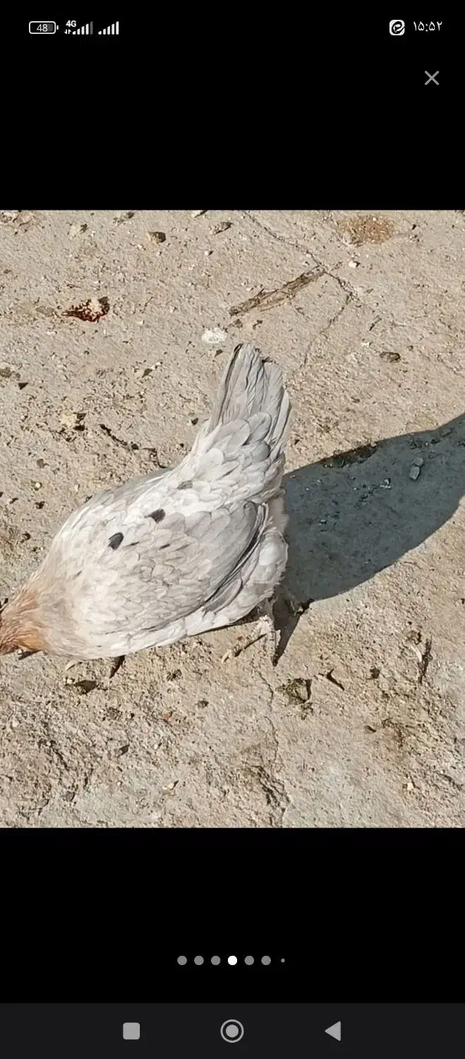 وار گلین|حیوانات مزرعه|بروجرد, |دیوار