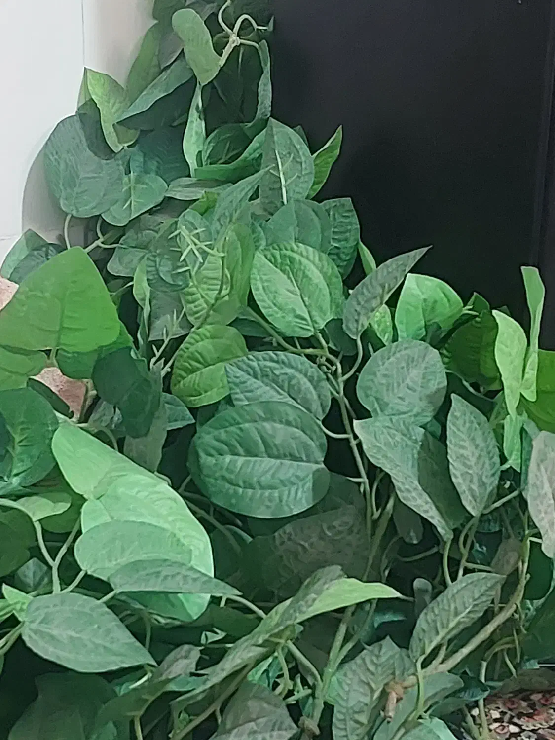 برگ مصنوعی|گل مصنوعی|سیرجان, |دیوار