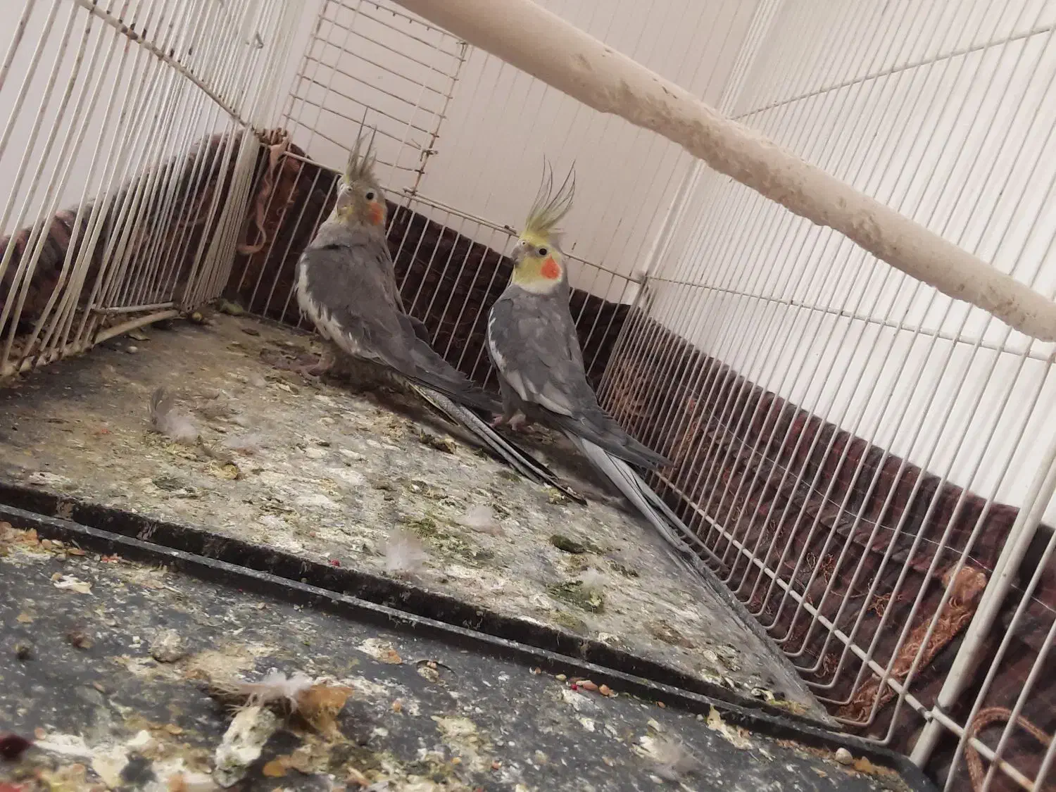 جفت عروس هلندی کار|پرنده|تربت جام, کاریز نو سفلی|دیوار