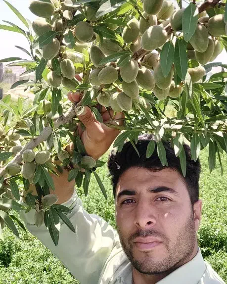 فروش نهال بادام سردسیری مستقیم از نهالستان|گل و گیاه طبیعی|بکتاش, |دیوار