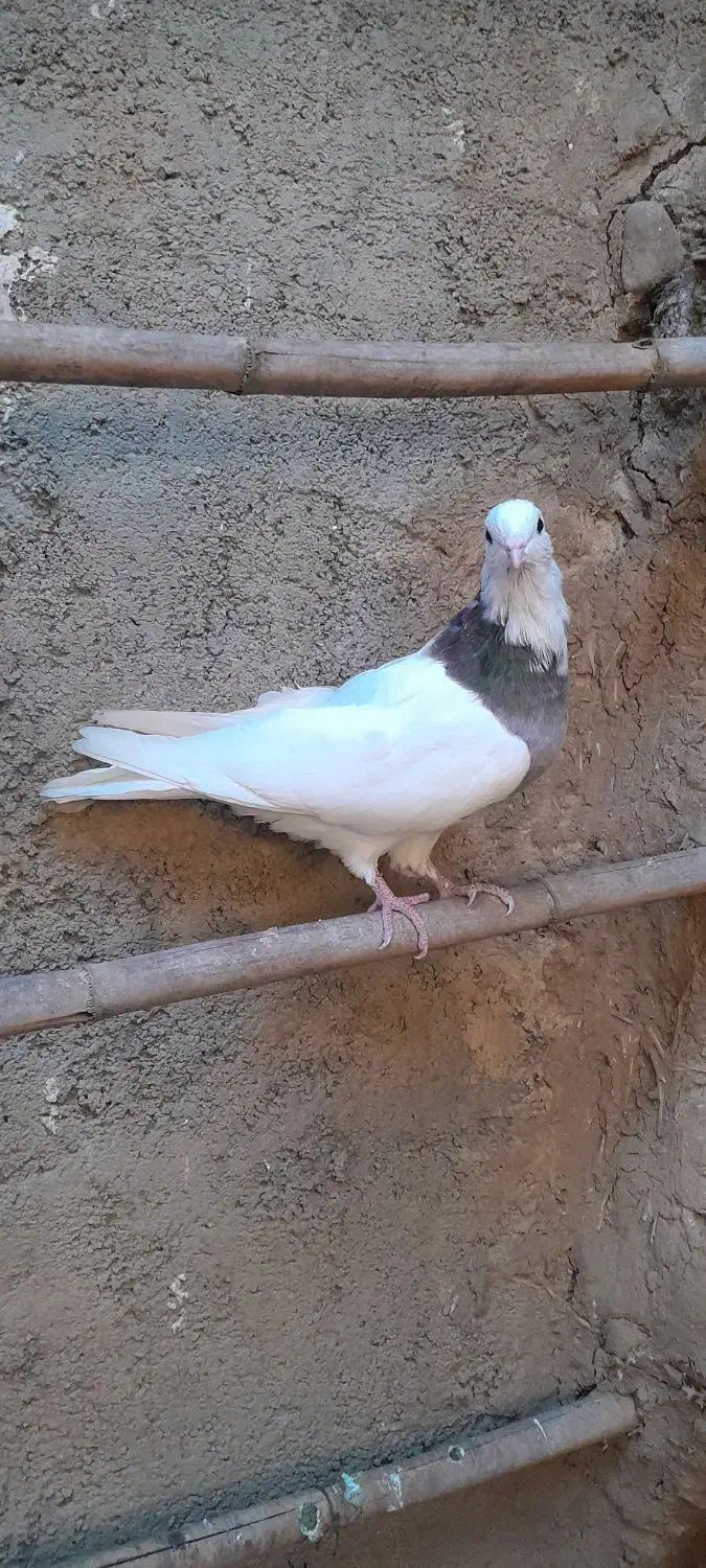 کبوتر طوقی|پرنده|خان ببین, |دیوار
