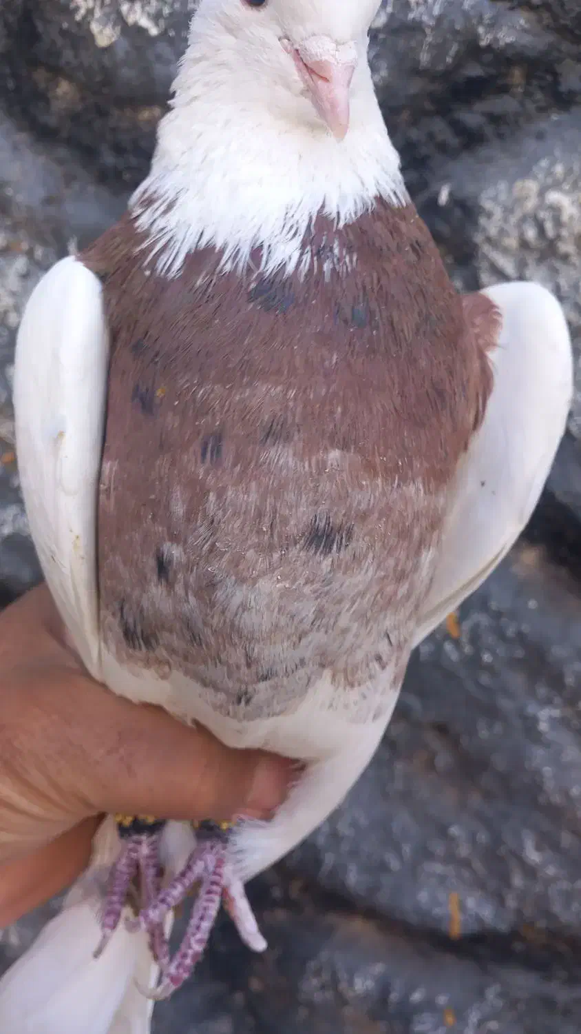 ۲ عدد نر|پرنده|زیباشهر, |دیوار