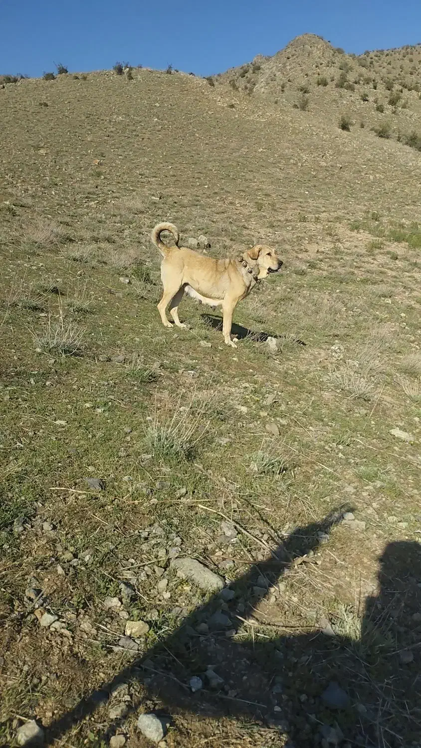 واگذاری ماده پژدر|سگ|اهر, |دیوار