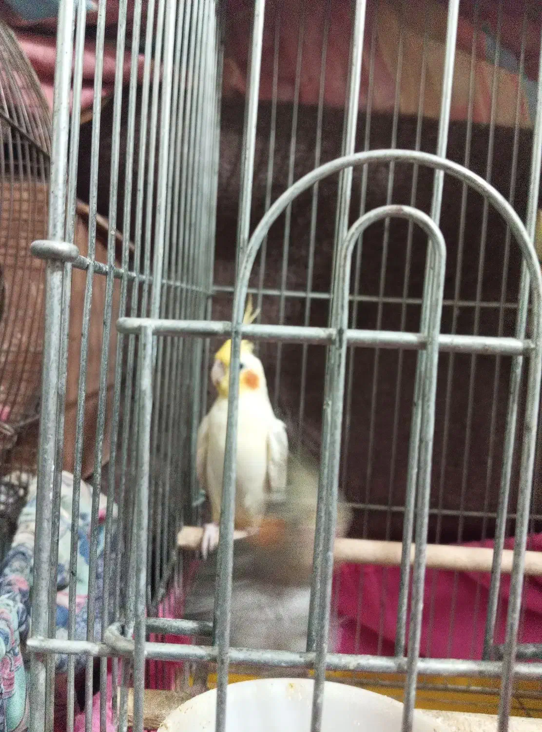 عروس هلندی|پرنده|صومعهسرا, |دیوار