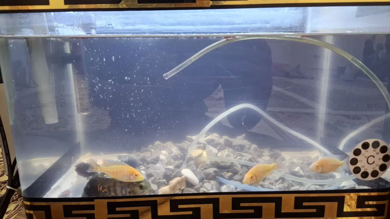 چند عدد ماهی|ماهی|دورود, |دیوار