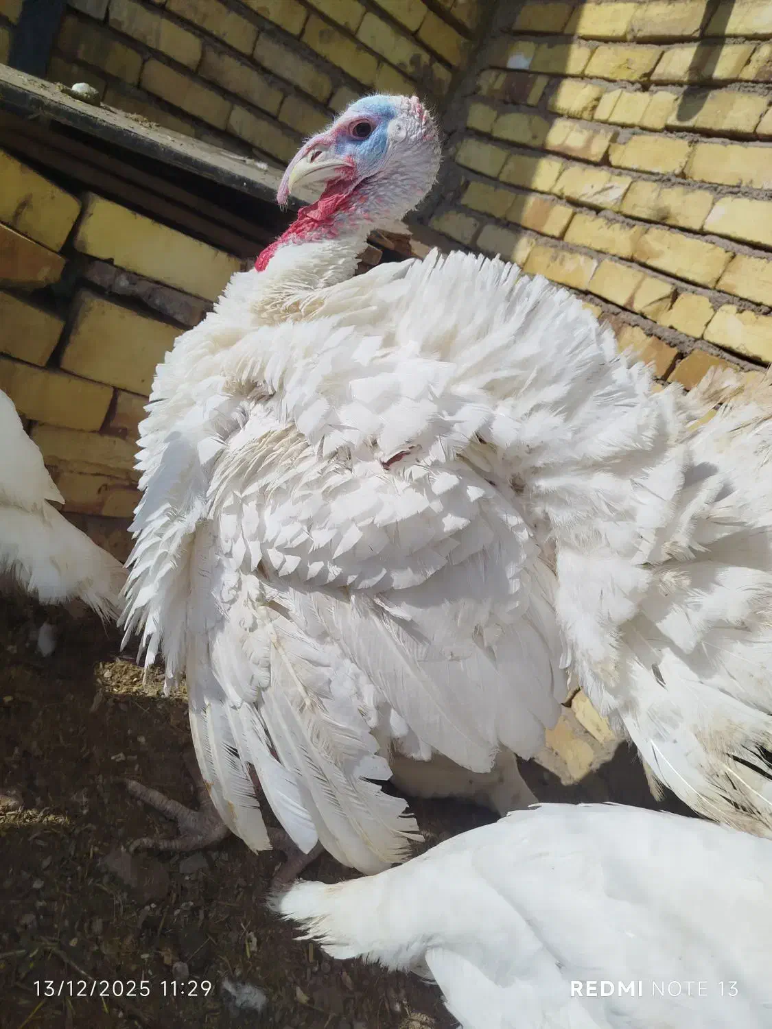 بوغلمون|حیوانات مزرعه|دشتابی, |دیوار