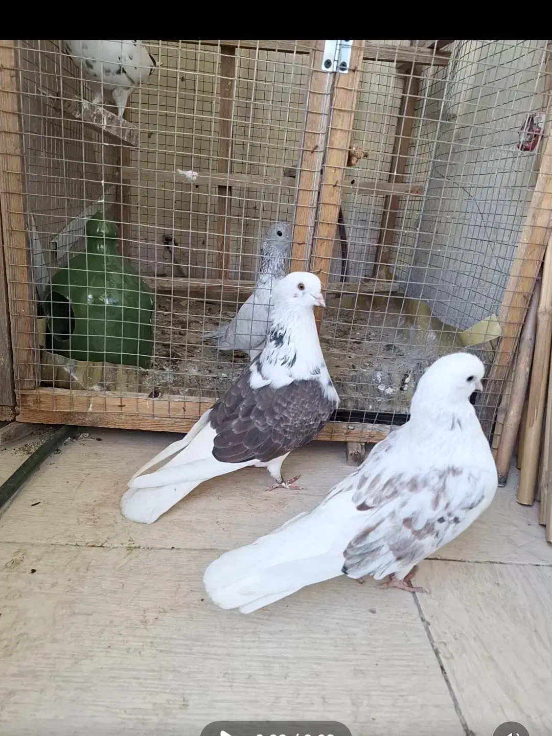 کبوتر جفت خاص|پرنده|رشت, کوی مهر|دیوار