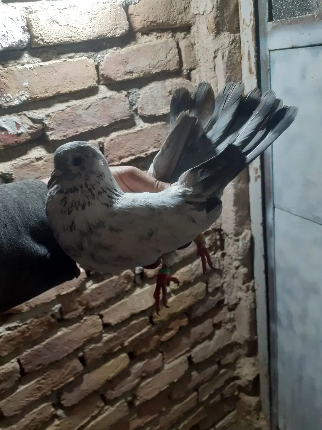 ۵۰۰|پرنده|کرمانشاه, |دیوار