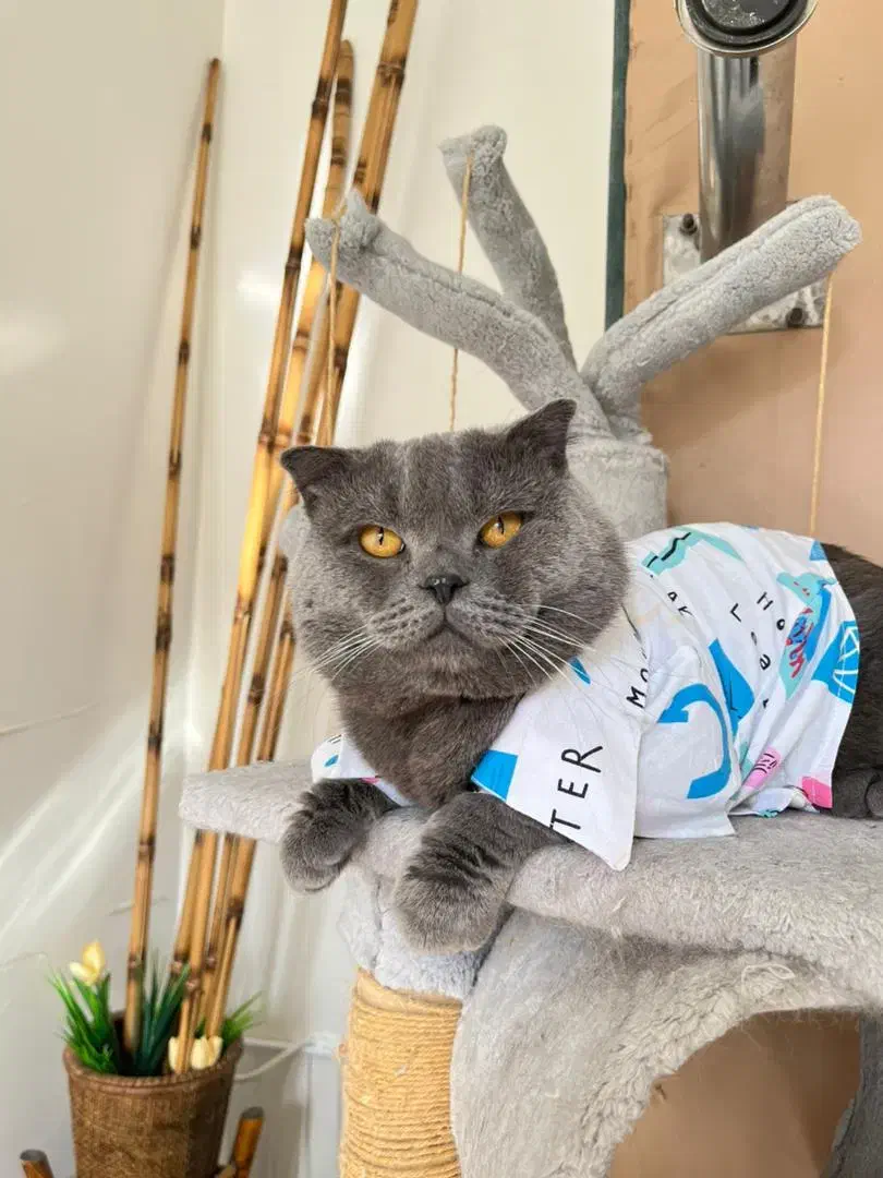 گربه نر اسکاتیش بلو جفت گیری|گربه|پردیس, فاز ۱۱|دیوار