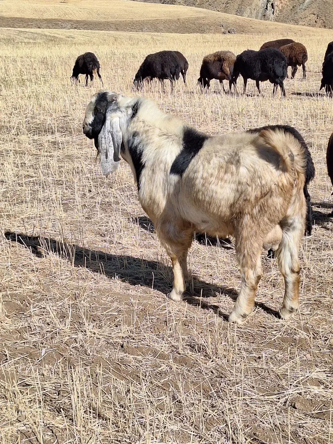 بز نر|حیوانات مزرعه|ترکمانچای, |دیوار