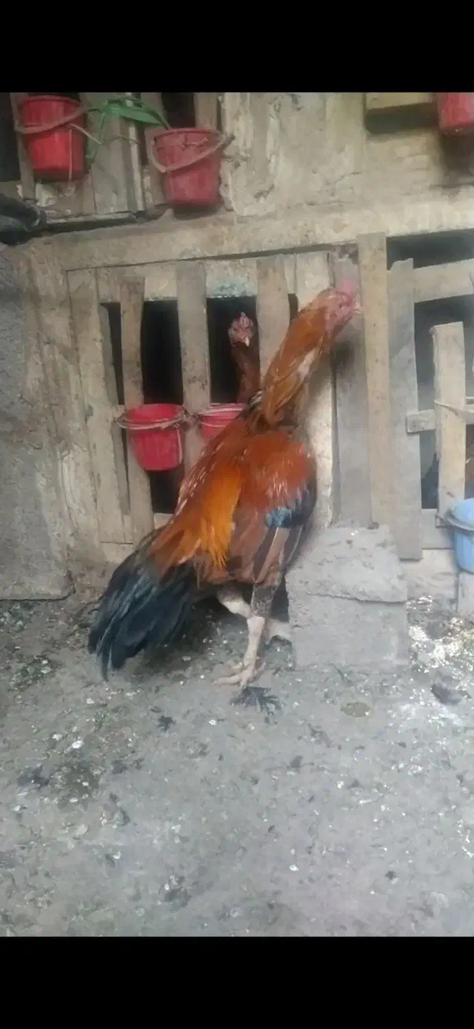 خروس لاری|حیوانات مزرعه|مشگین شهر, |دیوار