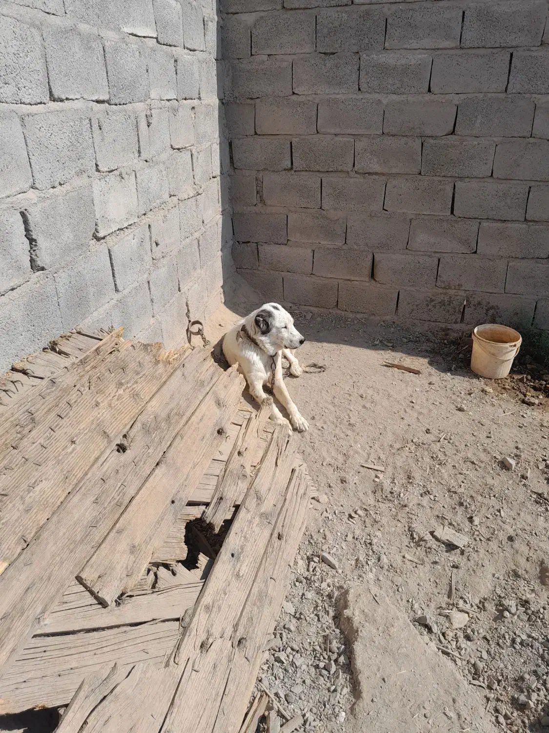 فروش سگ|سگ|کشکوئیه, |دیوار