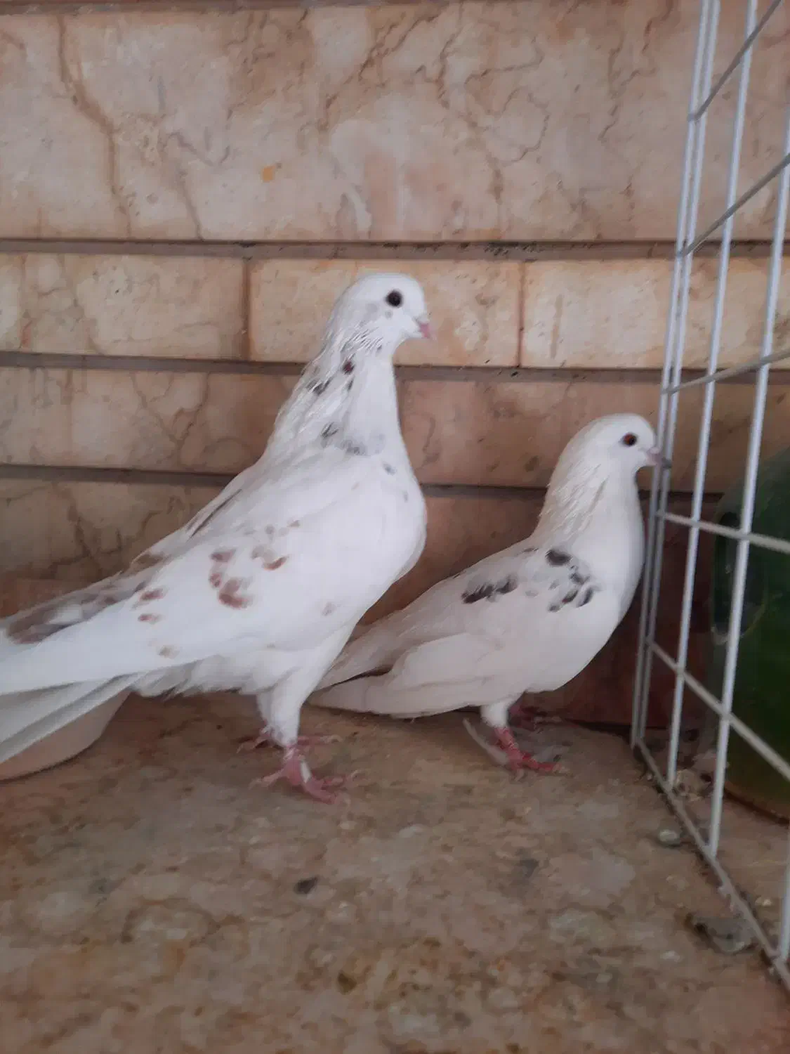 نر و ماده تهرانی|پرنده|شیراز, آزادگان|دیوار