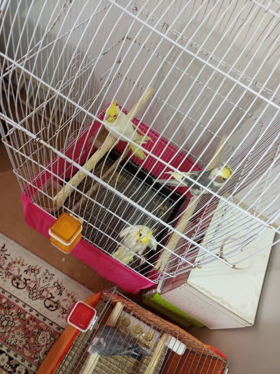 عروس هلندی لوتینوفکر کنم همشون نر|پرنده|اردبیل, |دیوار