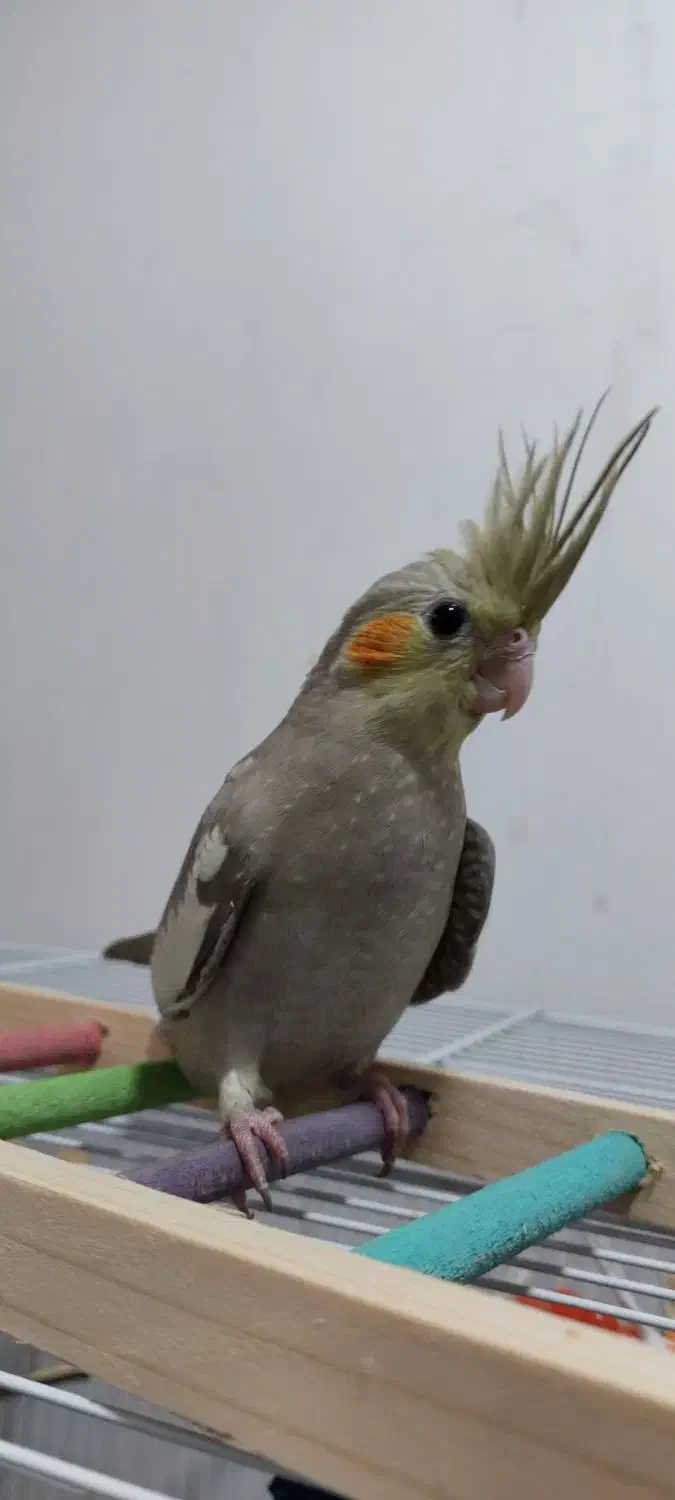 عروس هلندی|پرنده|هندیجان, |دیوار