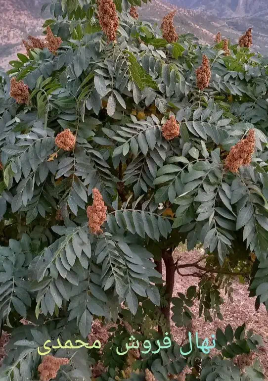 فروش نهال سماق وگردو ضمانتی سردشت|خدمات باغبانی و درختکاری|سردشت, |دیوار