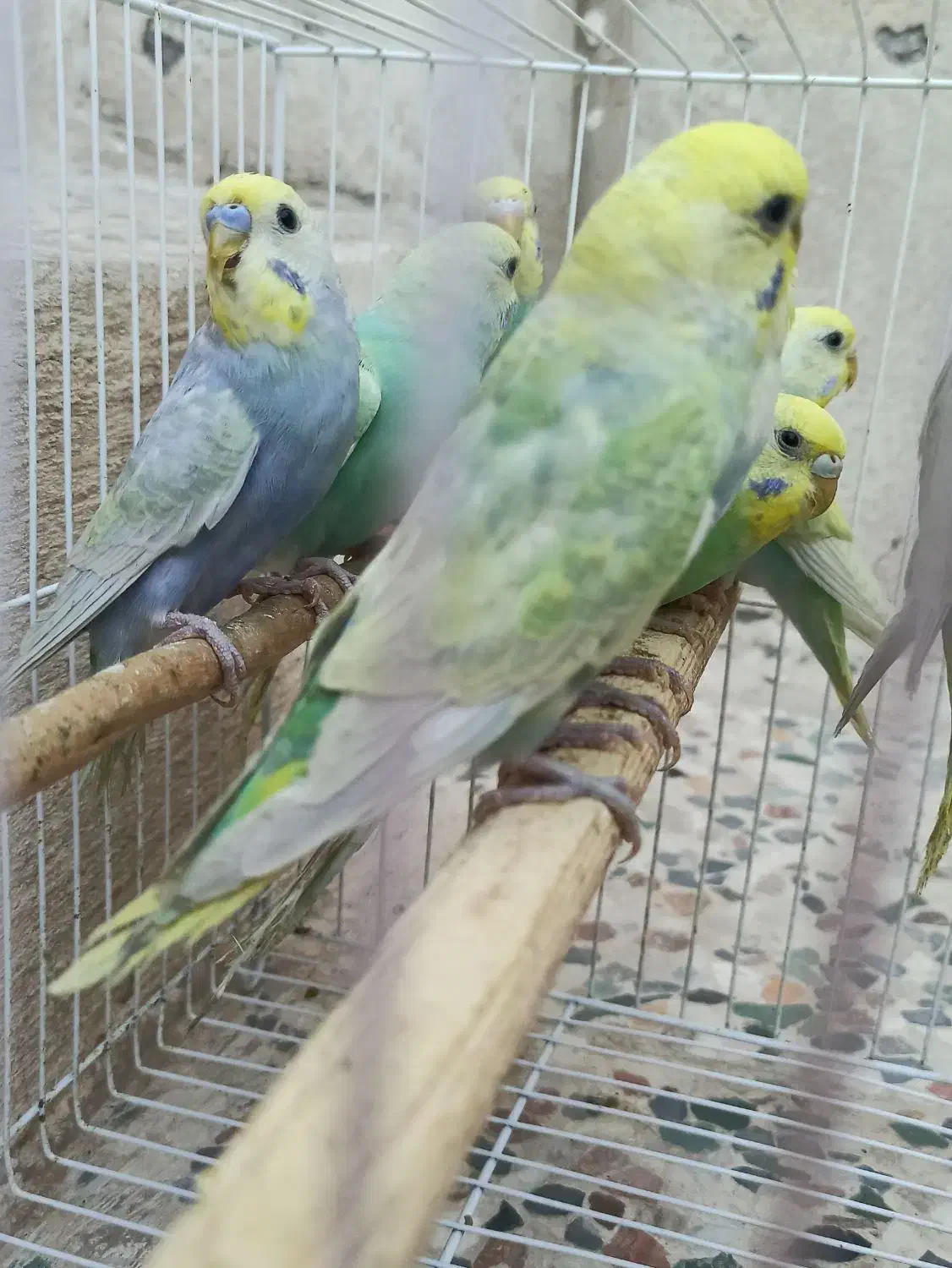 مرغ عشق|پرنده|بندرعباس, |دیوار