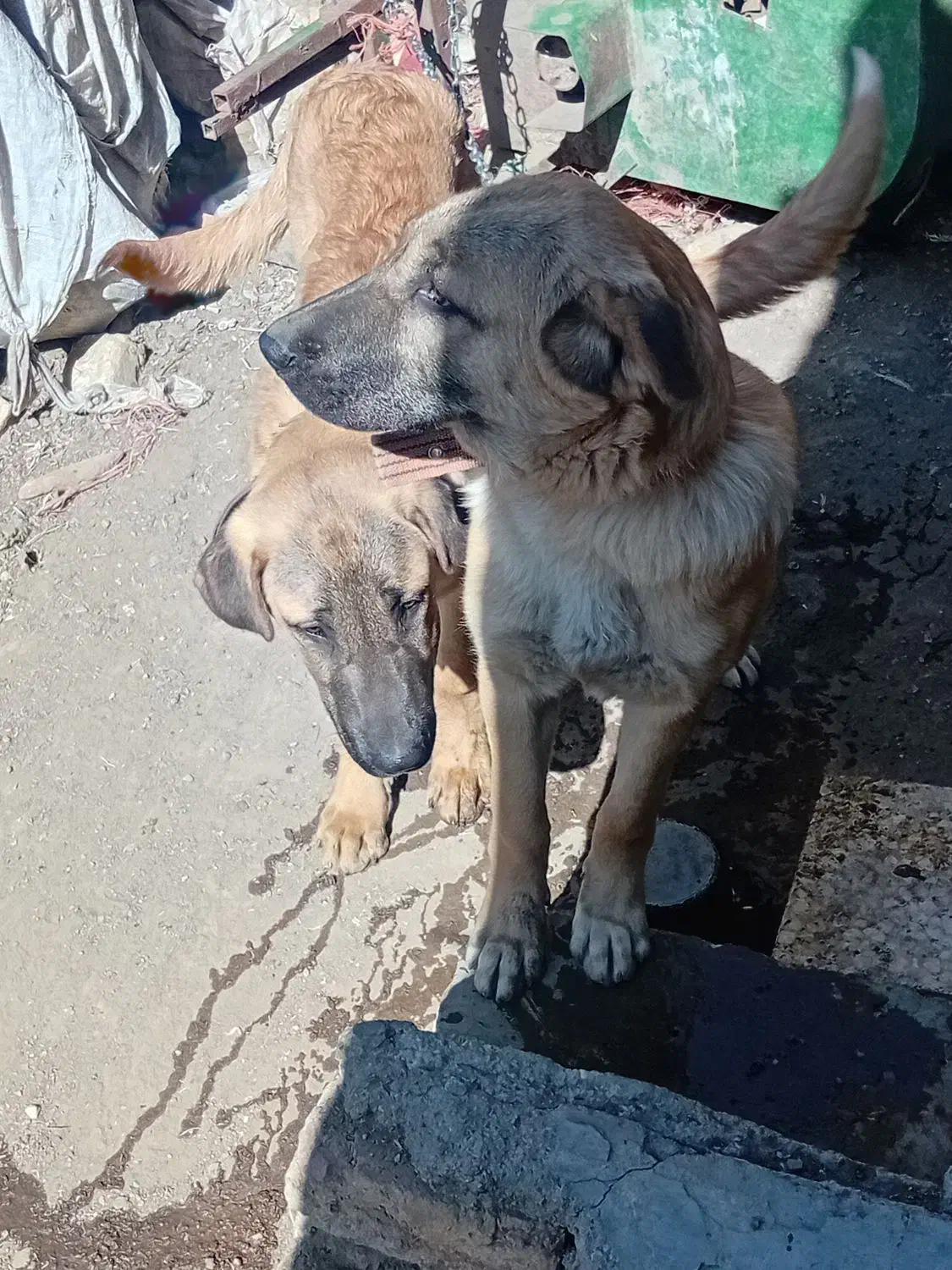 سگ پژدر|سگ|کنگاور, |دیوار