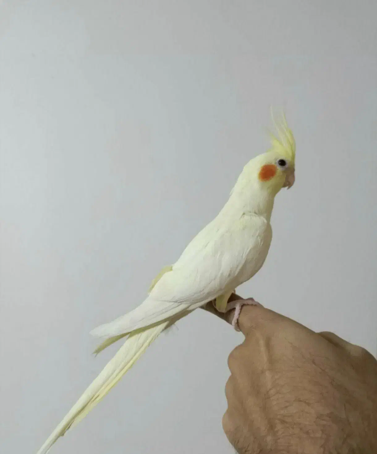 عروس هلندی و مینافوق دستی رنگ فوق زعفرونی سخنگو|پرنده|خمینیشهر, |دیوار