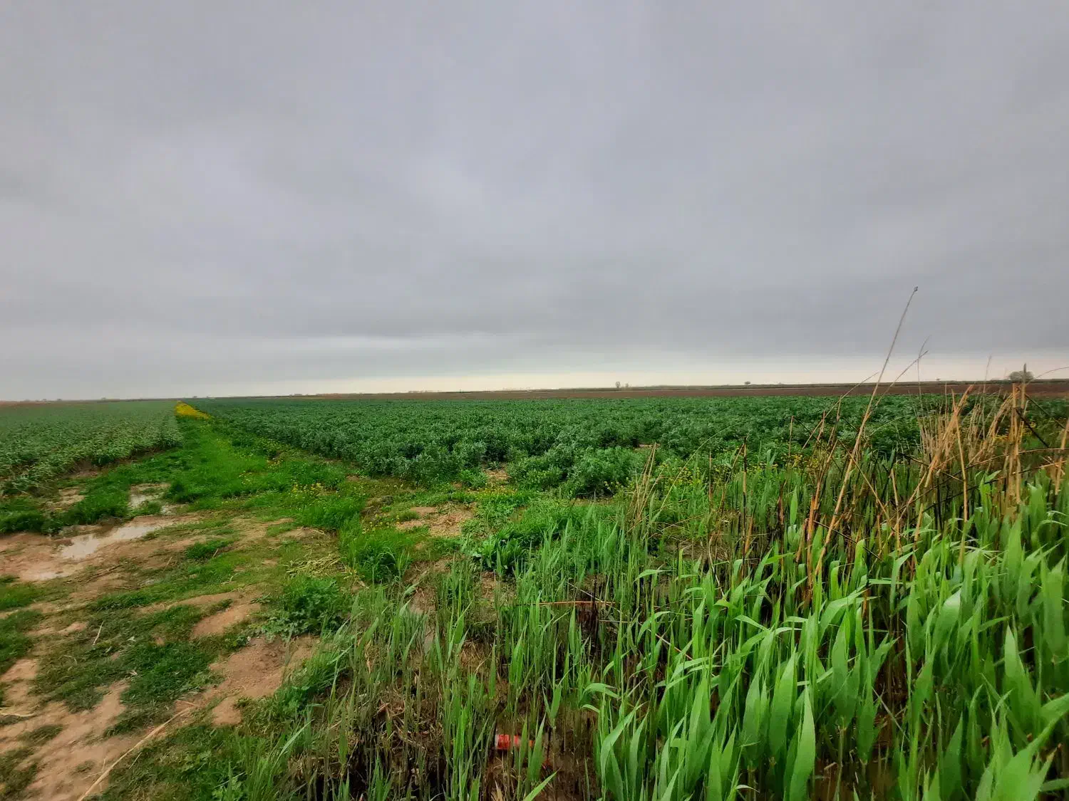 ۳/۵هکتار کانال ۱۰ تازه اباد کشت ازاد|اجارهٔ دفتر صنعتی، کشاورزی، تجاری|پارسآباد, |دیوار