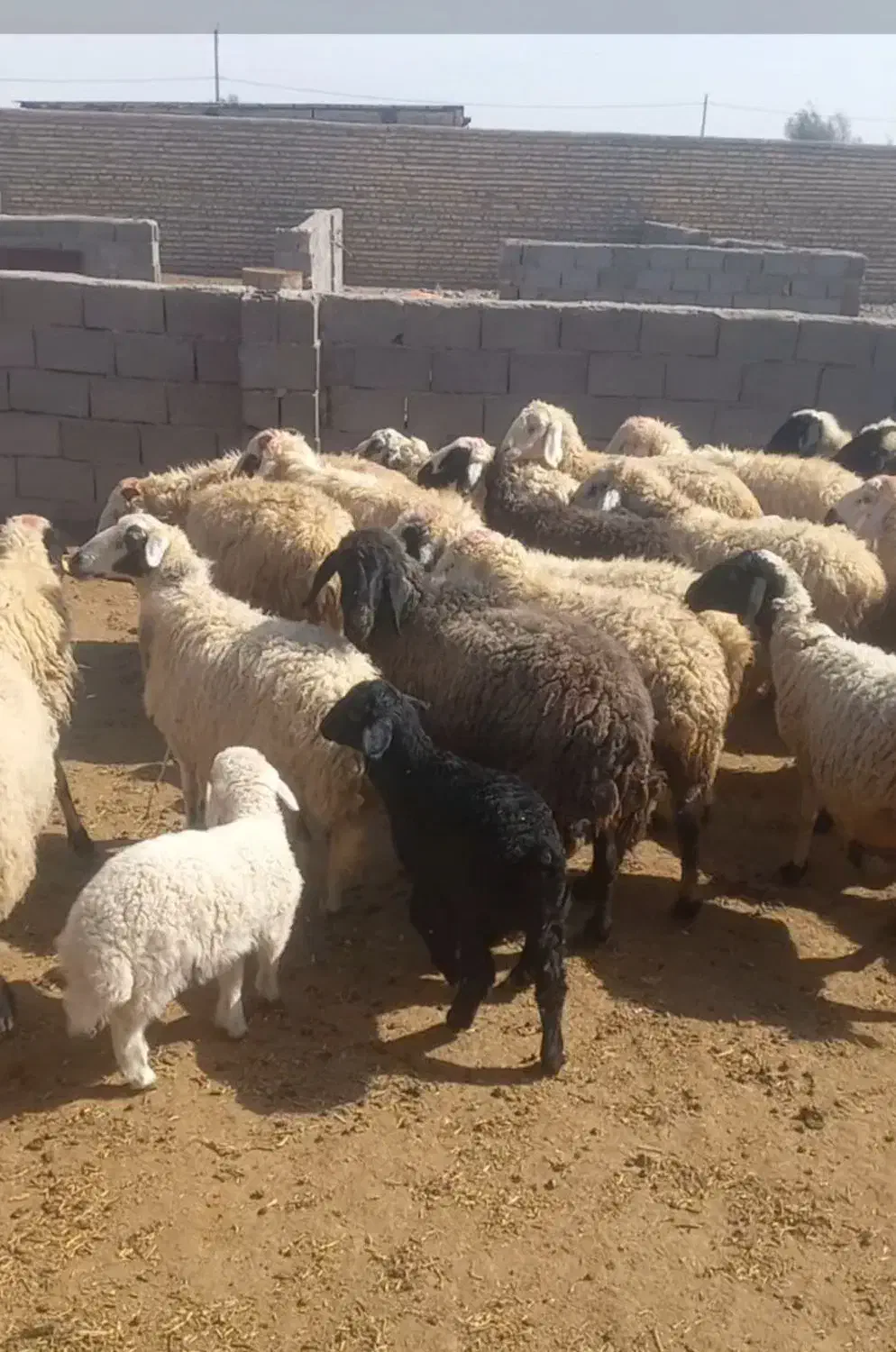 ۲۶ راس میش زایده|حیوانات مزرعه|شهر بابک, |دیوار