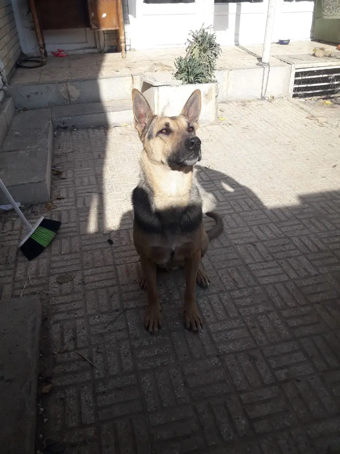 سگ ژرمن|سگ|اصفهان, کارلادان|دیوار