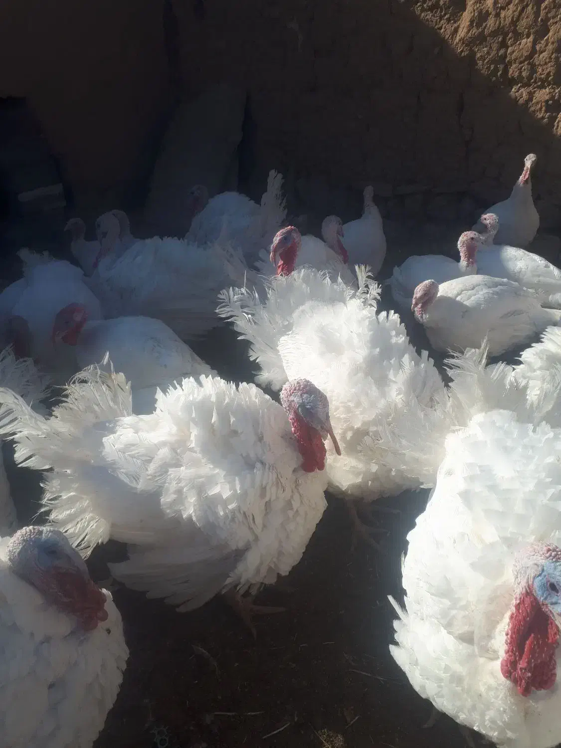 بوقلمون گوشتی|حیوانات مزرعه|شاهرود, |دیوار