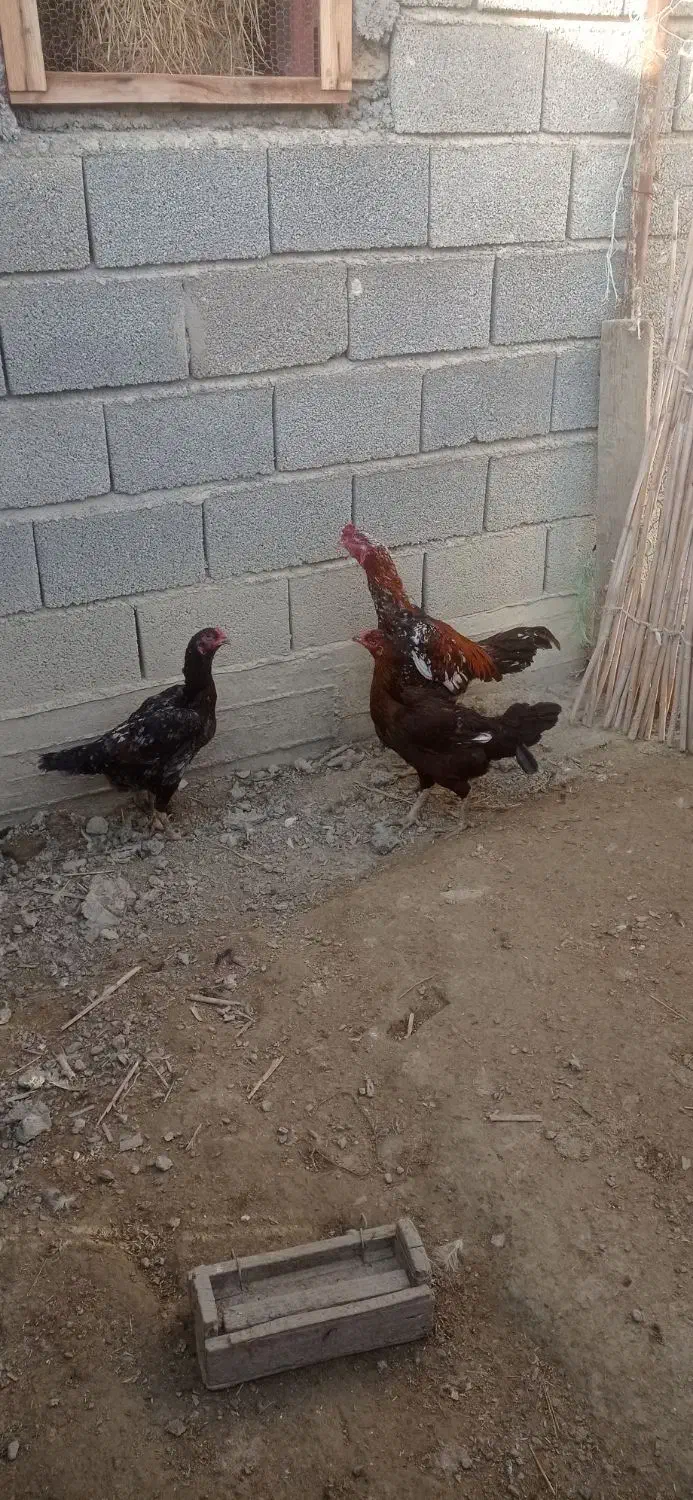 تخم لاری|حیوانات مزرعه|گمیشان, |دیوار