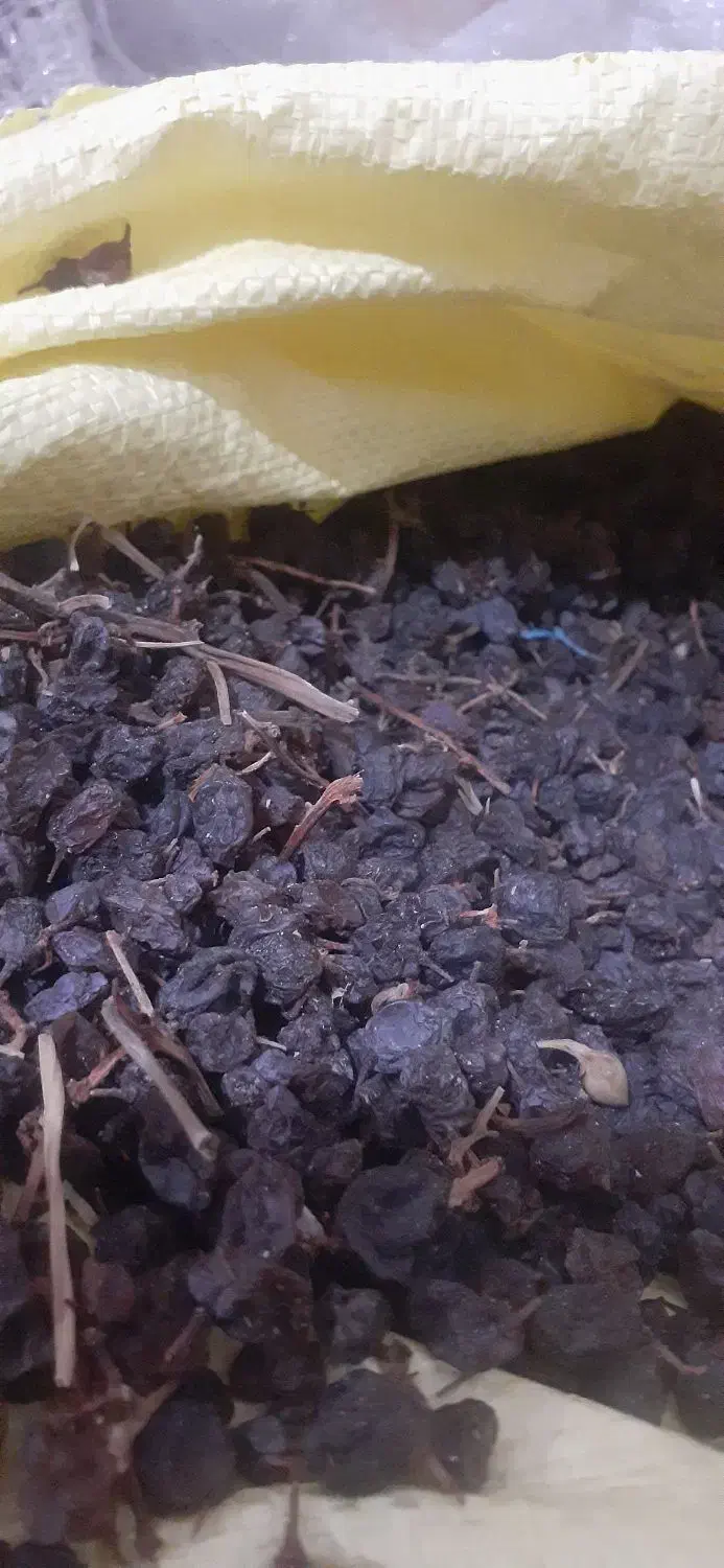 فروش ویژه بیدانه .فخری .افتاب خشک تاکستان|خوردنی و آشامیدنی|تاکستان, |دیوار