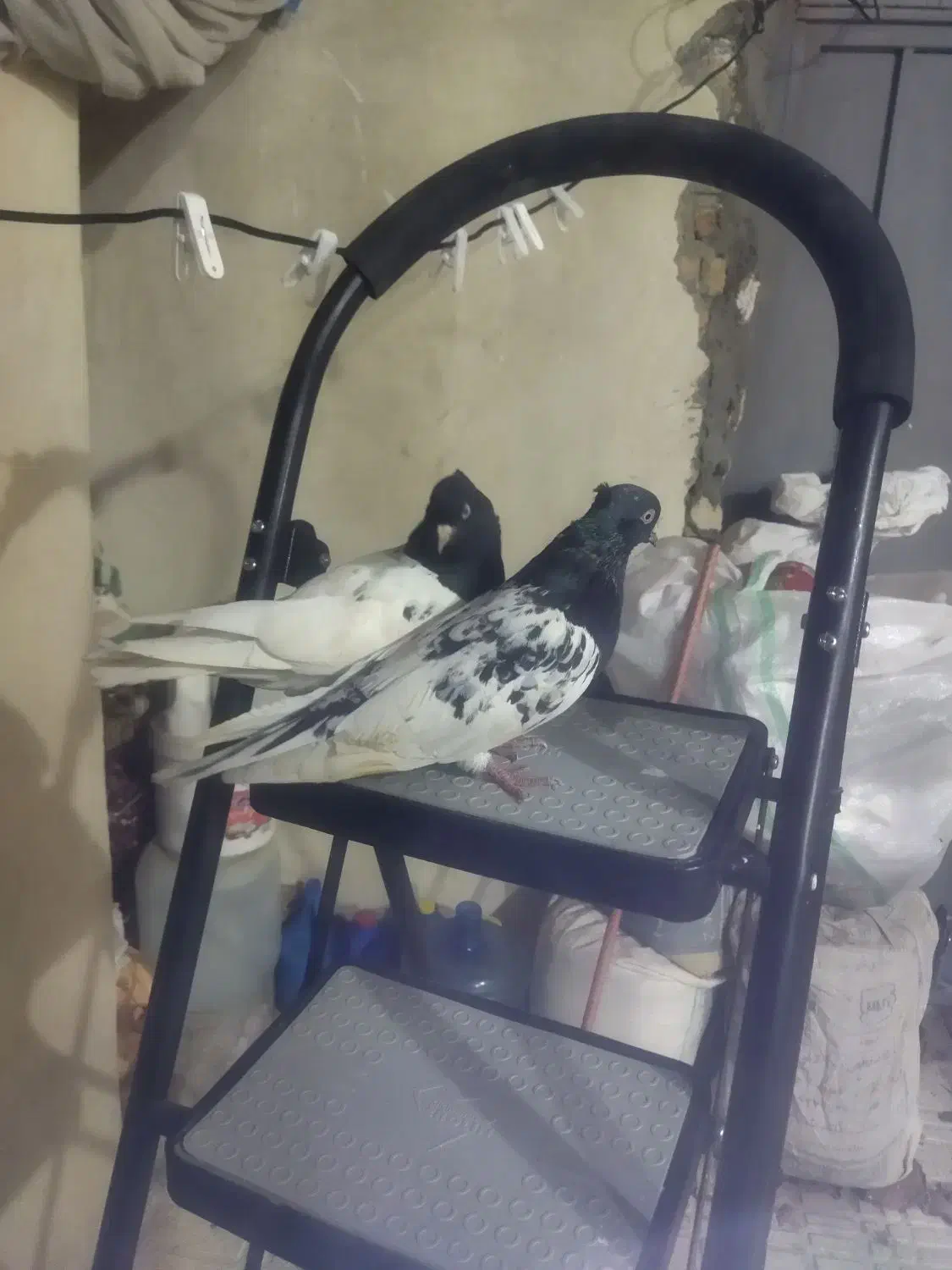 کبوتر کله سیاه|پرنده|دورود, |دیوار