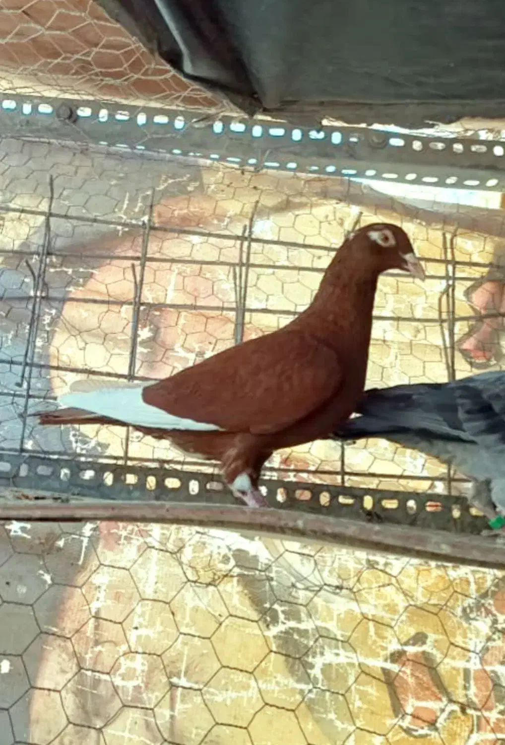 ماده مینا سرخ|پرنده|زاهدان, |دیوار