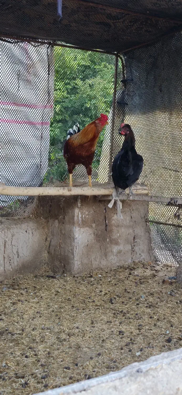 خروس محلی|حیوانات مزرعه|سرپل ذهاب, |دیوار