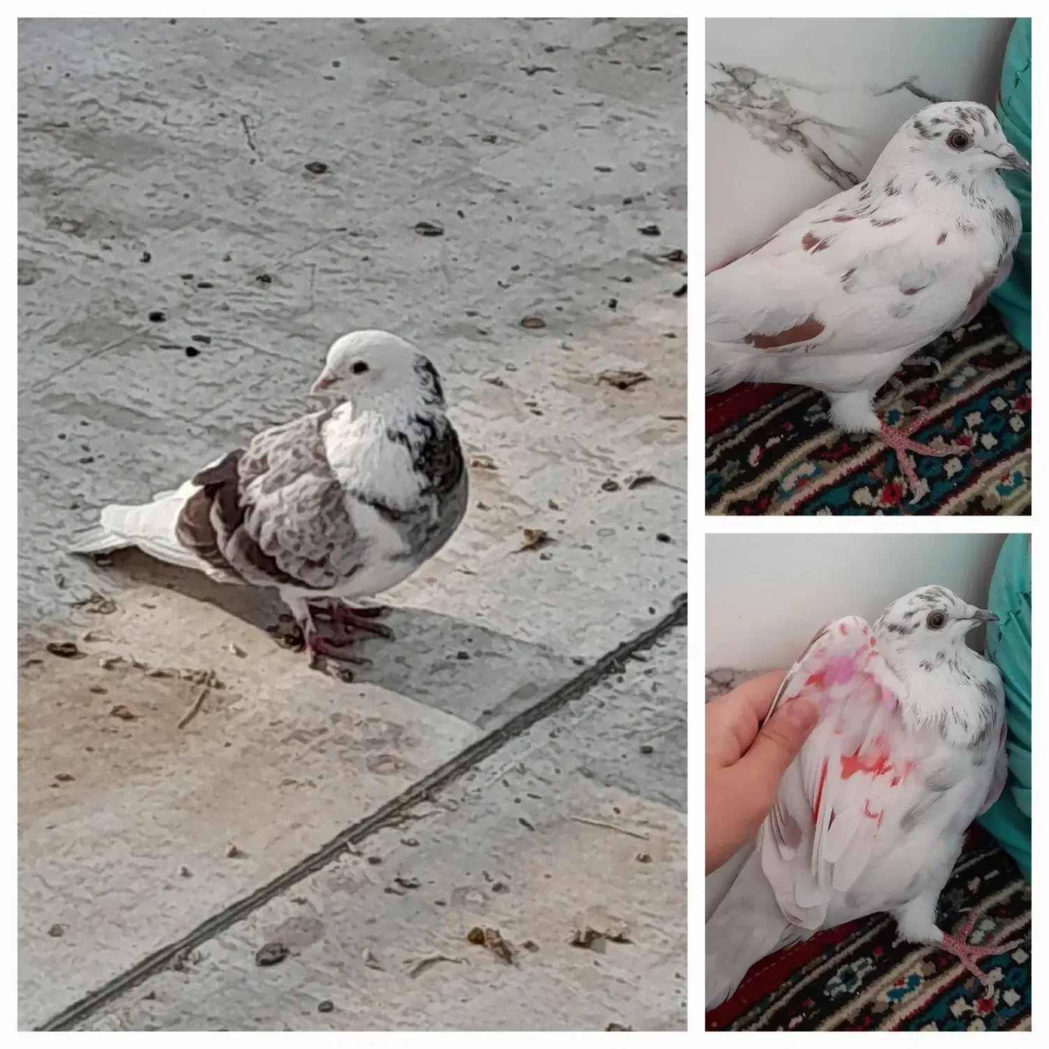 کفتر گمشده|حیوانات|رباطکریم, نوده|دیوار