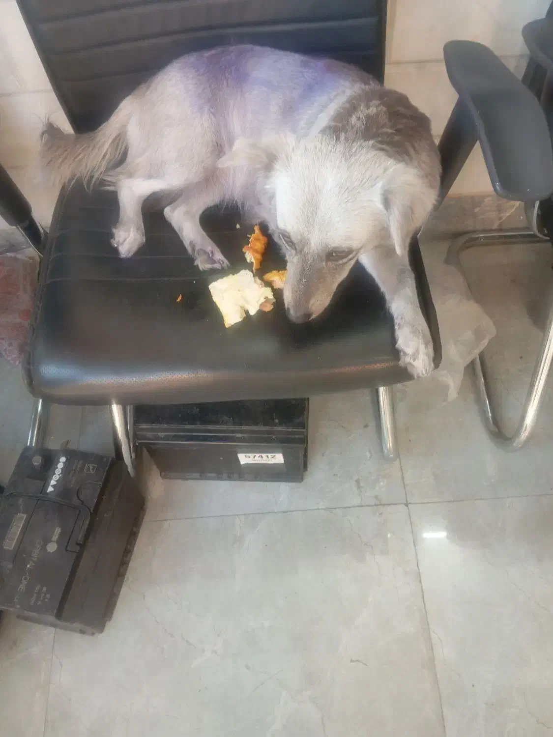 سگ رام رایگان|سگ|تهران, بیسیم|دیوار