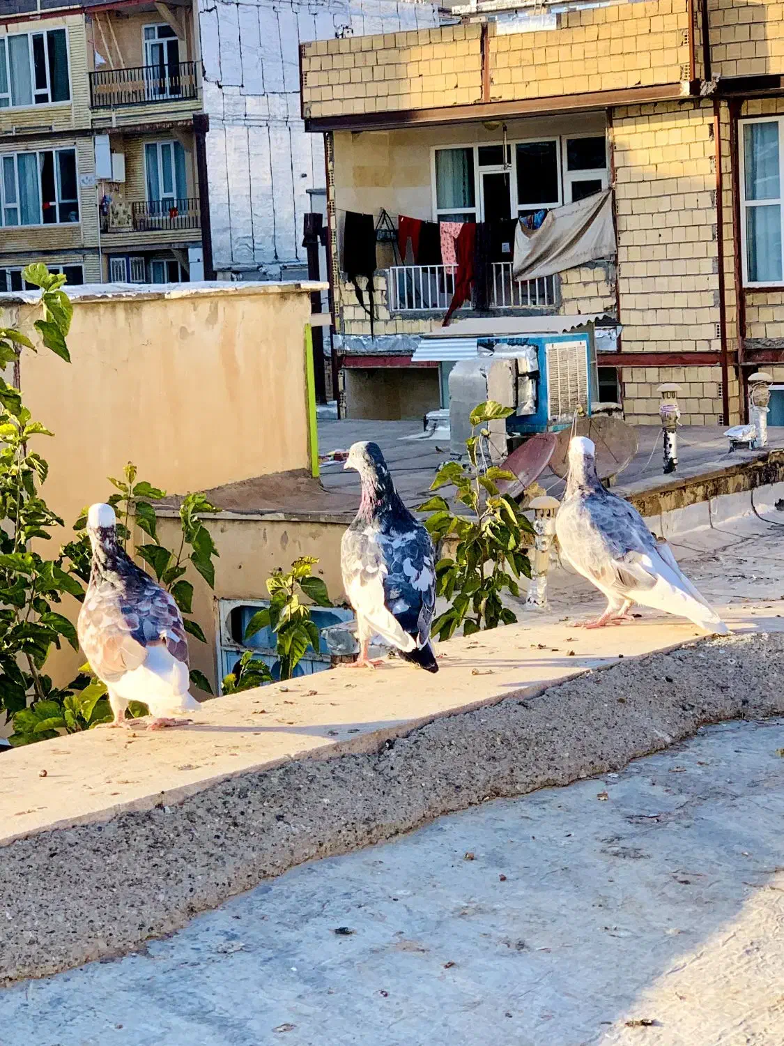 ک ب و ت ر|پرنده|جوانرود, |دیوار