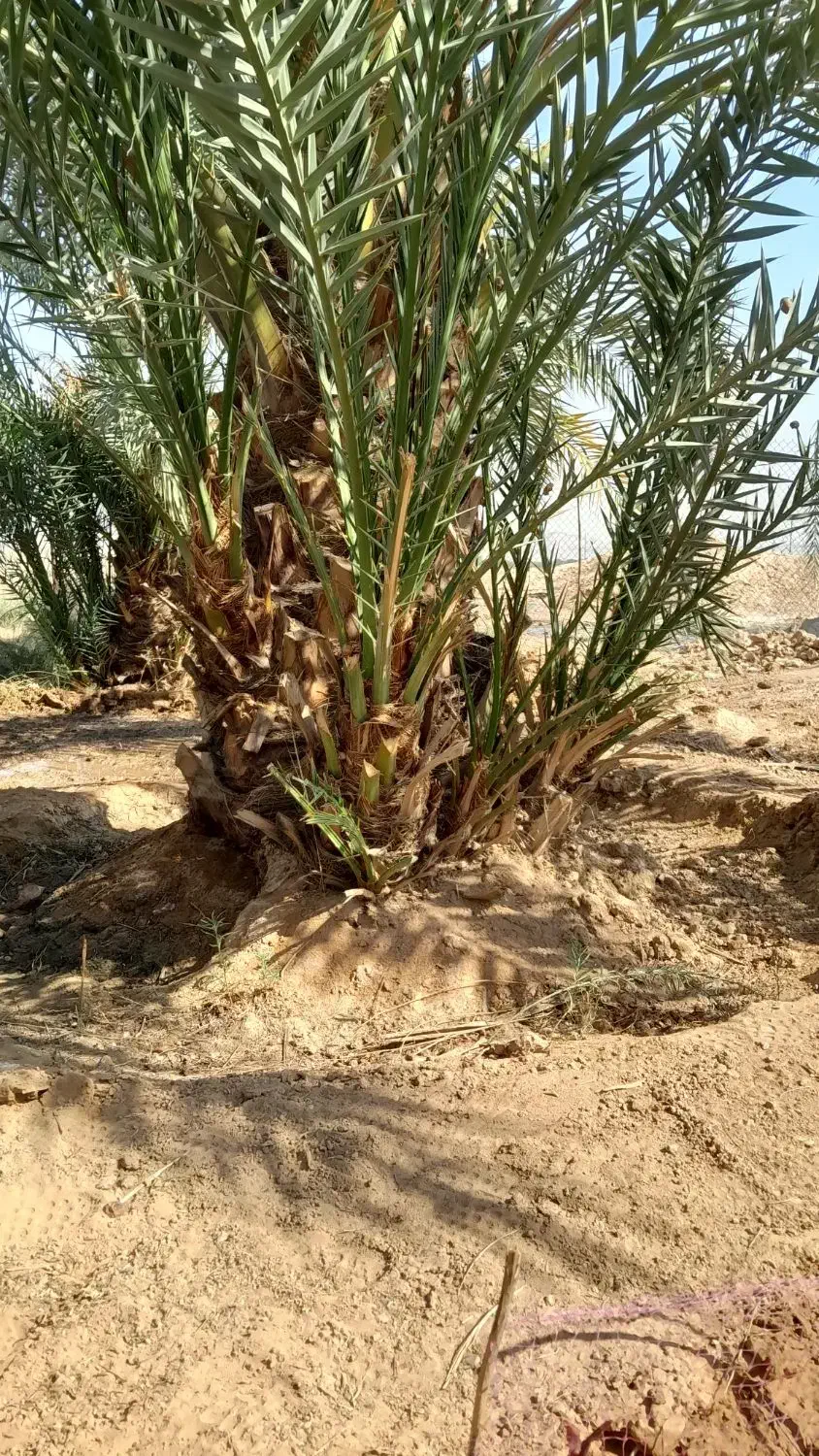 پاجوش برحی|گل و گیاه طبیعی|امیدیه, |دیوار