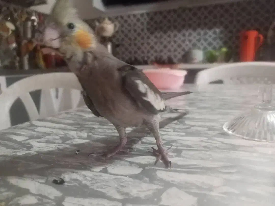 عروس هلندی گمشده|حیوانات|کرج, شهرک بهارستان|دیوار