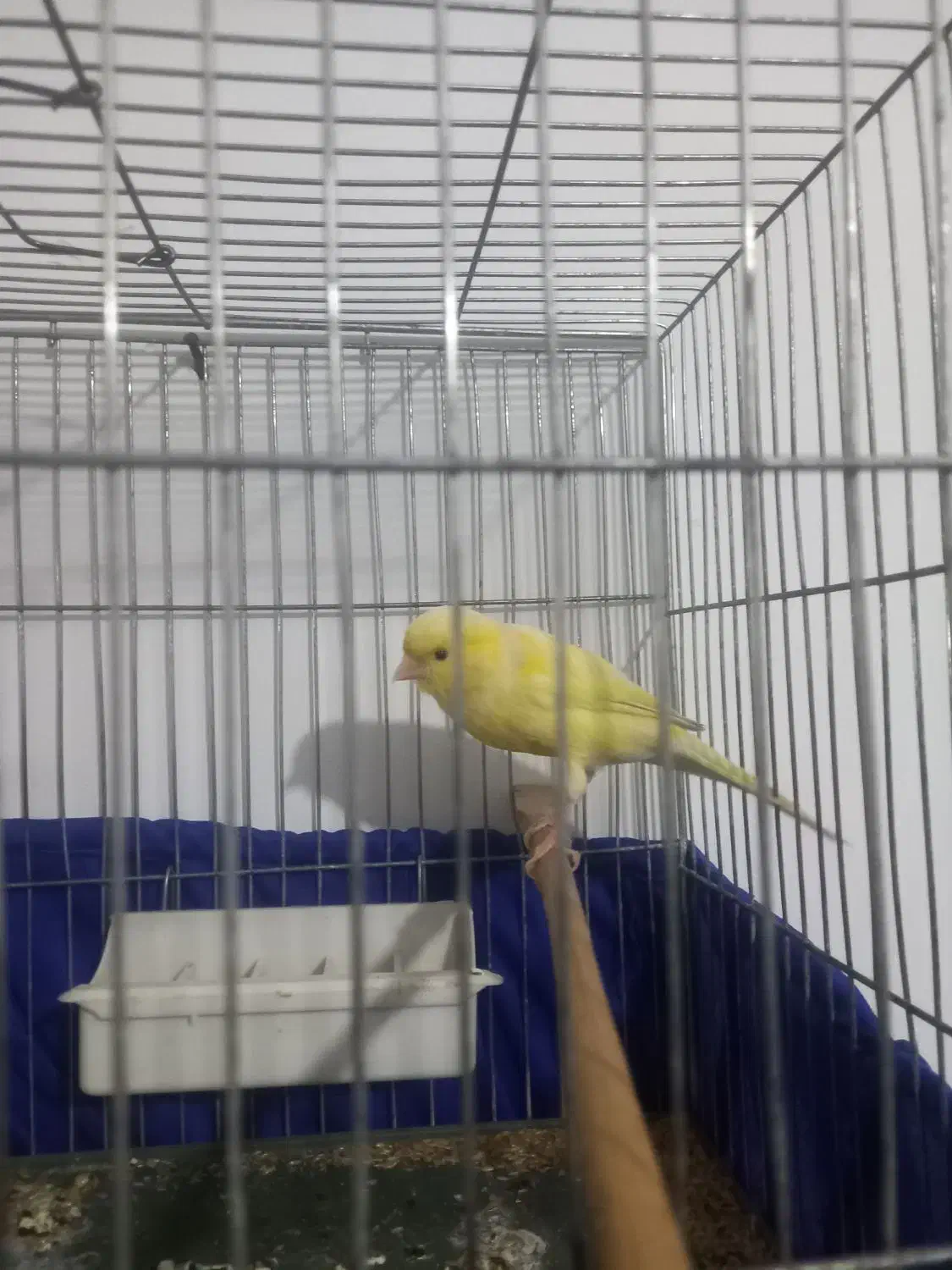 قناری نر  کوتاه بلند خون|پرنده|تهران, مسعودیه|دیوار