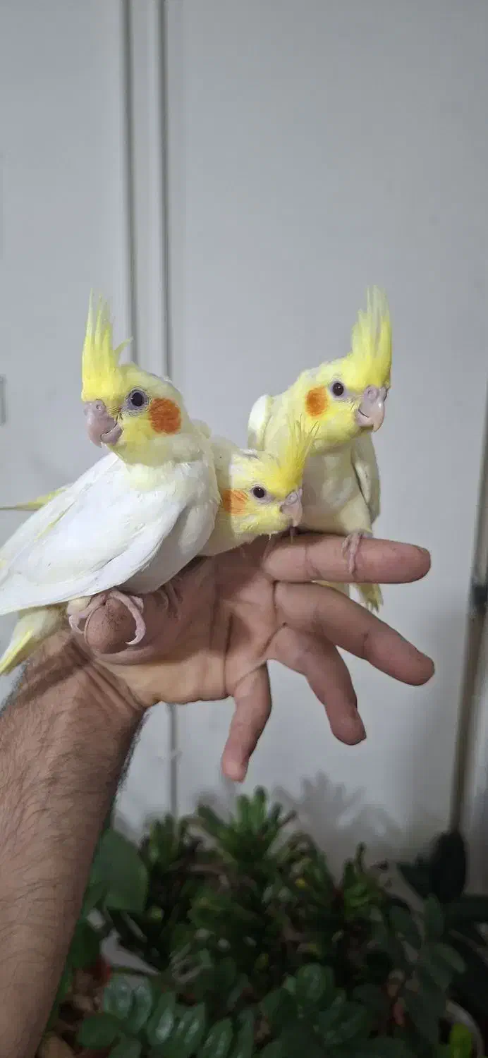 جوجه عروس هلندی رام و با کیفیت بالا|پرنده|کرمان, |دیوار