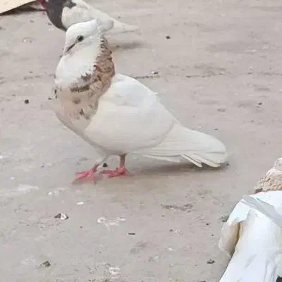 کبوتر توقی|پرنده|رامشیر, |دیوار