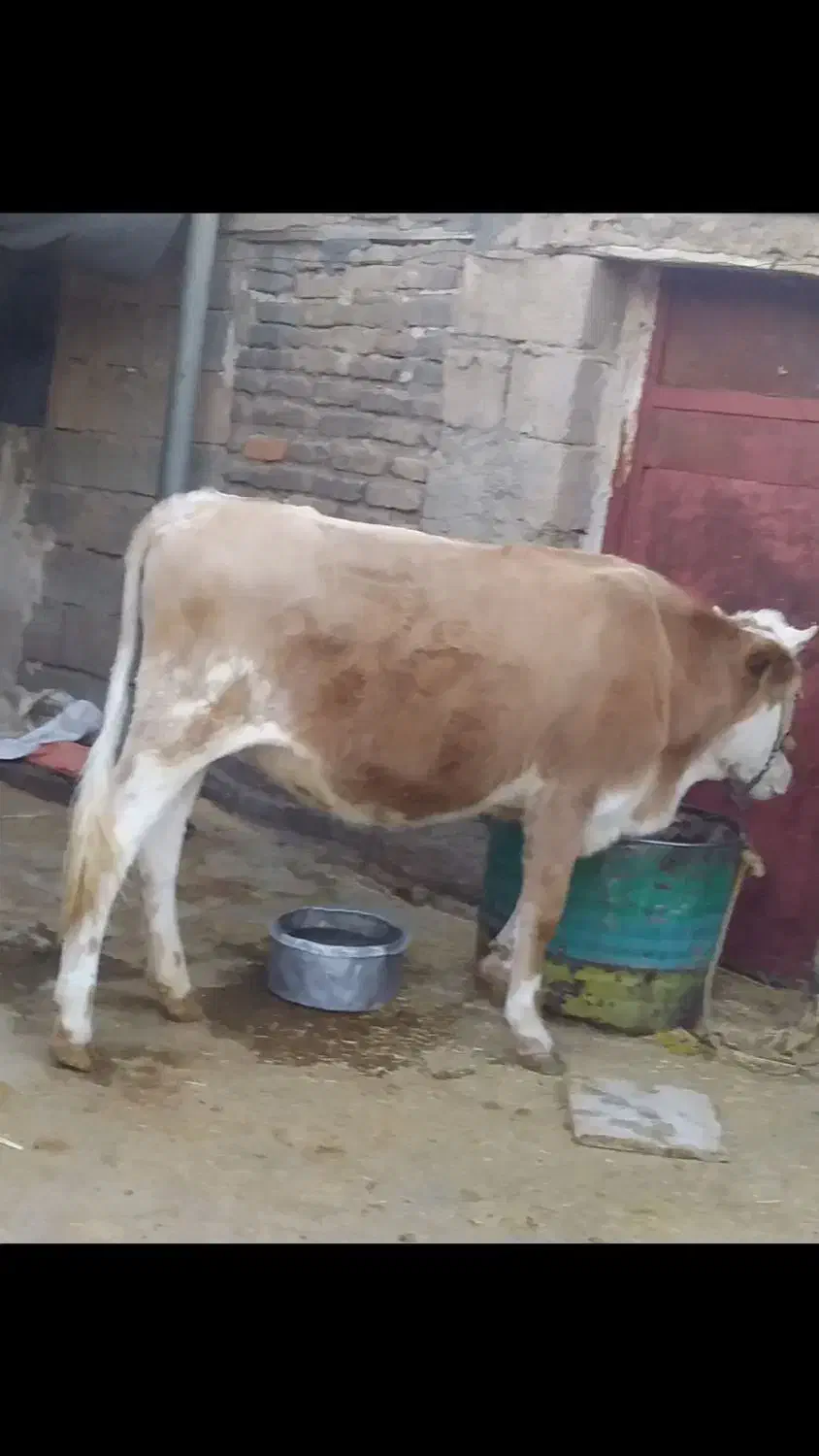 تلیسه جوان مخصوص داشت|حیوانات مزرعه|دره شهر, |دیوار