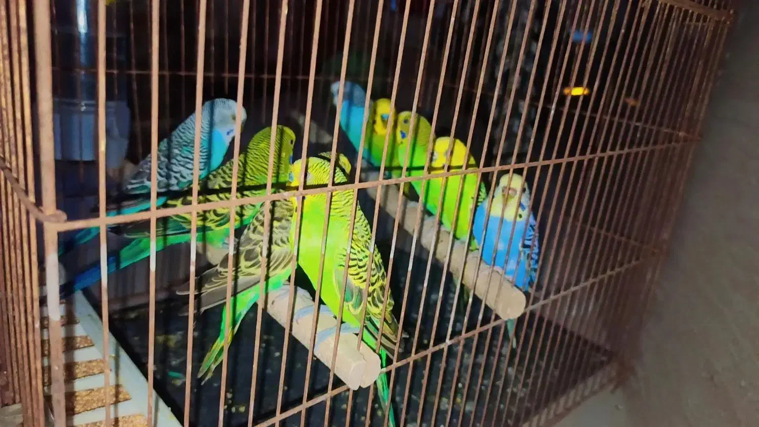 مرغ عشق|پرنده|شیراز, کرونی(خاتونک)|دیوار