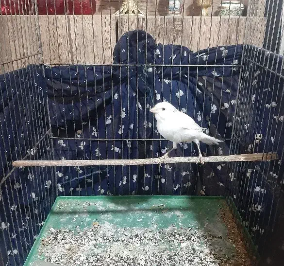 (قناری‌ نرآماده)|پرنده|خوی, |دیوار