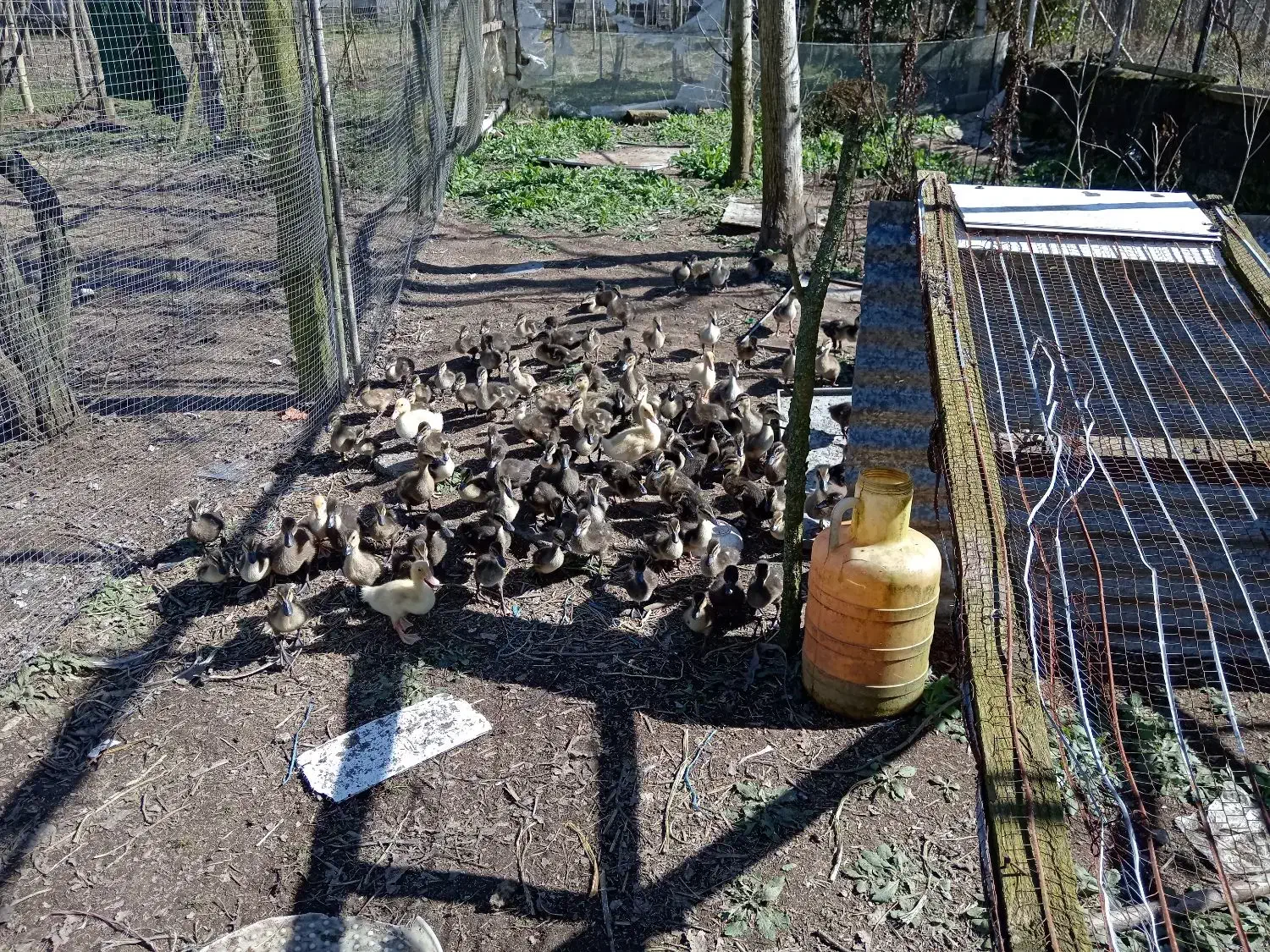 جوجه اردک|حیوانات مزرعه|رشت, حومه رشت|دیوار